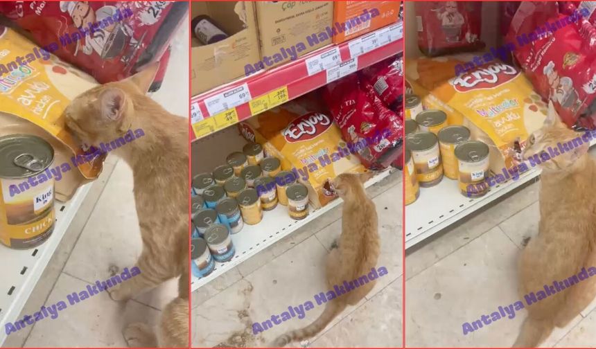 Antalya'da markete giren kedi mama reyonunda karnını doyurdu! İşte o anlar