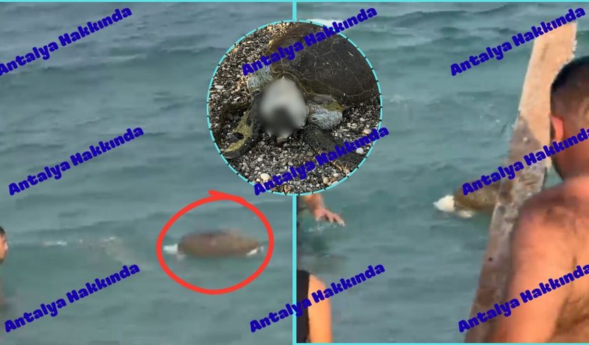 Antalya Konyaaltı Sahili’nde ölü caretta caretta bulundu!