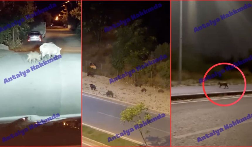 Antalya'da domuz sürüsü mahalleye indi! İşte o anlar