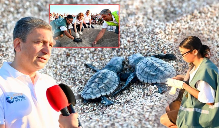 Antalya'da caretta caretta yavruları denizle buluştu!