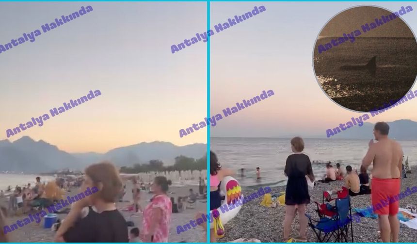 Konyaaltı'nda köpek balığı paniği sürüyor!