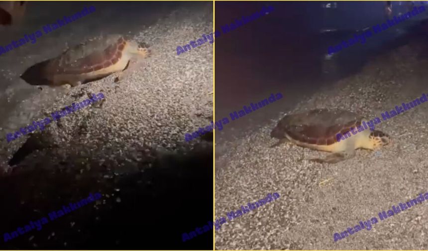 Antalya'da caretta caretta çocuğu ısırdı iddiası!