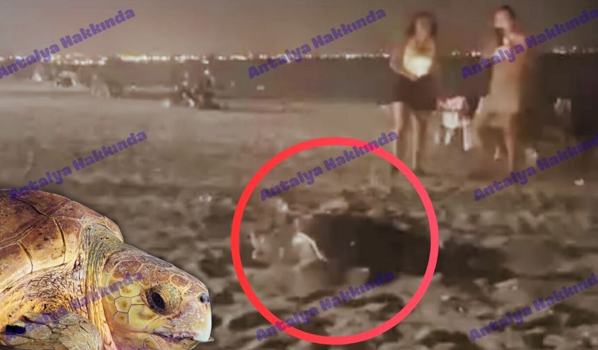 Konyaaltı Sahili'nde caretta caretta heyecanı kamerada!