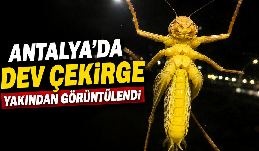 Antalya'da dev çekirge yakından görüntülendi! İşte o anlar