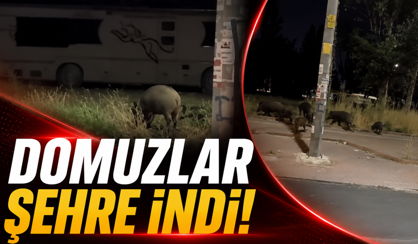 Antalya'da domuz sürüsü caddeye indi!