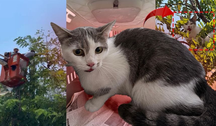 Antalya'da ağaçta mahsur kalan kedi kurtarıldı! O anlar kamerada!
