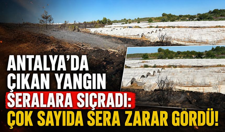 Antalya'da çıkan yangında çok sayıda sera zarar gördü!