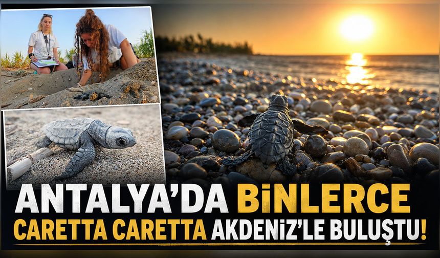Antalya'da caretta caretta heyecanı: Binlerce yavru Akdeniz'le buluşmaya başladı