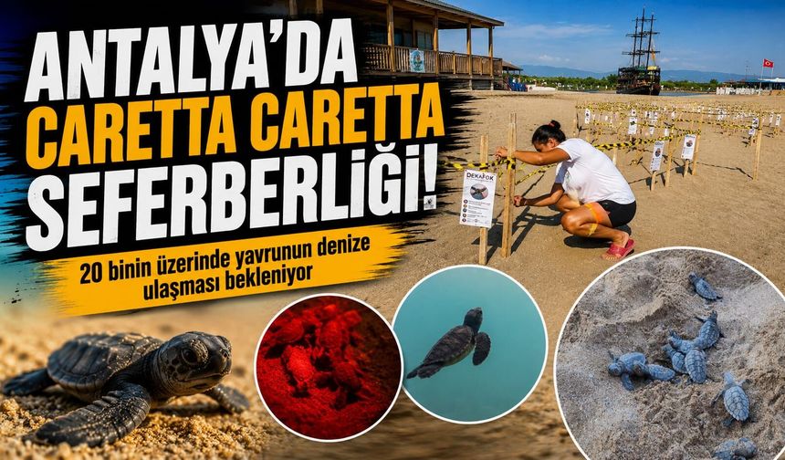 Antalya'da caretta caretta seferberliği: Gece boyunca nöbet tutuyorlar!