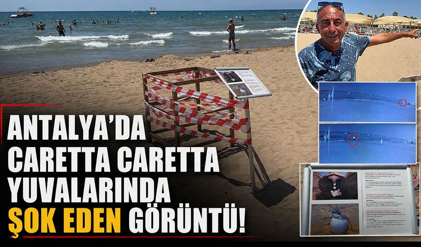 Antalya'da şok eden görüntü: Caretta caretta yuvasını koruyan kafesi yerinden söktüler!