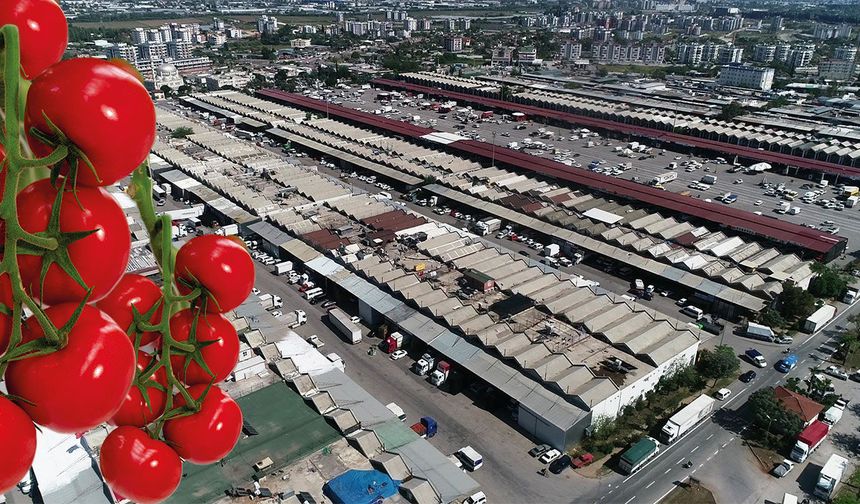 Antalya'da haziran ayı hal endeksi açıklandı: Domates ve meyvede işlem miktarı arttı