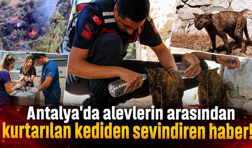 Antalya'da alevlerin arasından kurtarılan kediden sevindiren haber!