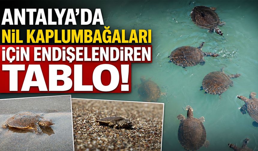 Antalya'da Nil kaplumbağaları için endişelendiren tablo! Yapılaşma ve olta balıkçılığı türü tehdit ediyor