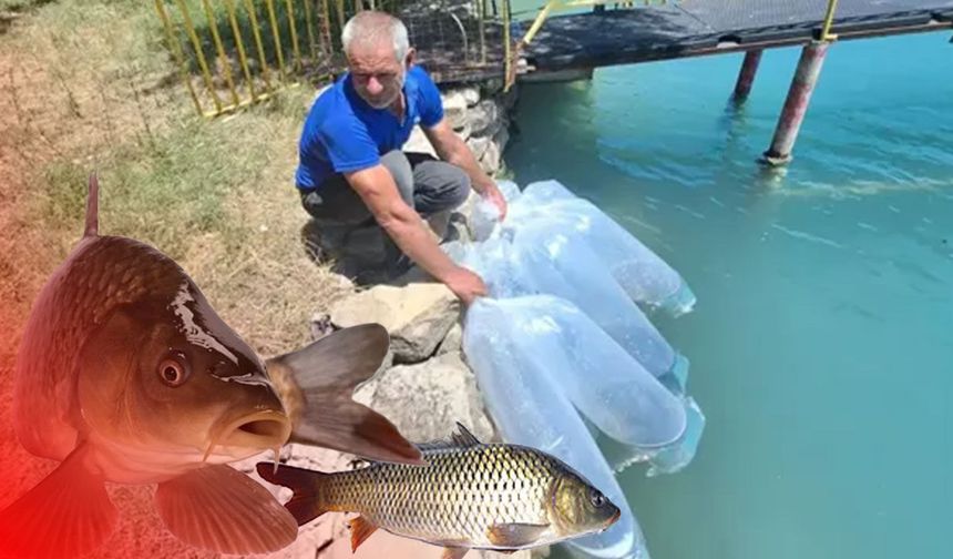 Antalya'da 400 bin sazan yavrusu suya bırakıldı!