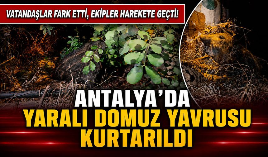 Antalya'da elektrik direğine bağlı bulundu: Yaralı domuz yavrusu böyle kurtarıldı!