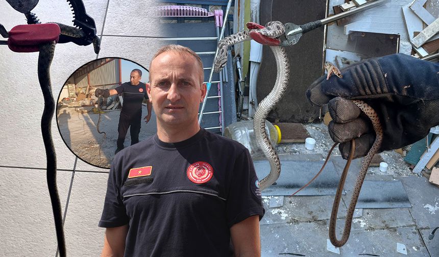 Antalya'da yılan alarmı: İtfaiyeye ihbar yağıyor!