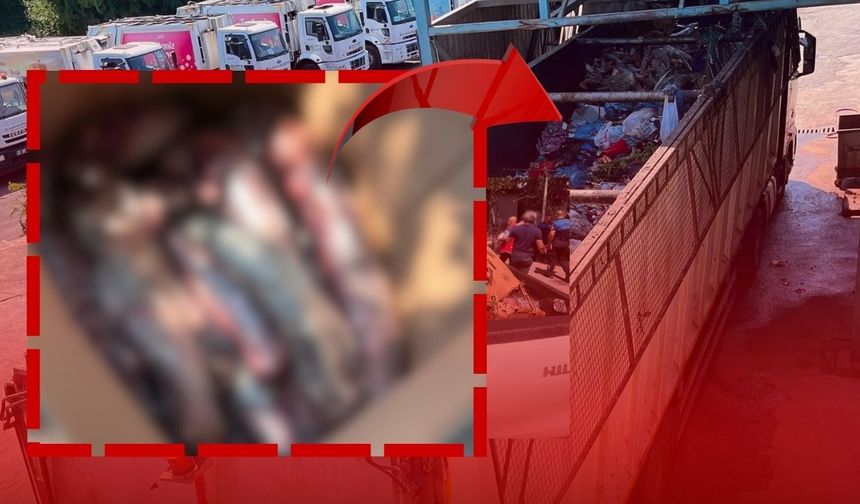Antalya'da kaçak ve sağlıksız 300 kilogram et taşıdılar! Belediye ekipleri imha etti