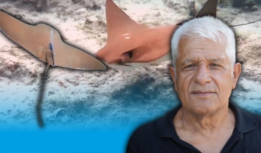 Antalya'da kayıtlara geçti! O tür Akdeniz'de ilk kez görüldü!