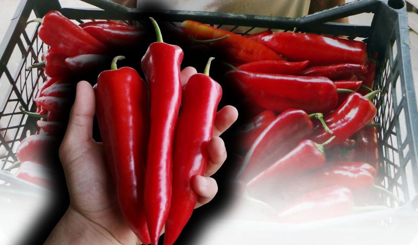 Antalya'nın tescilli lezzeti kapya biberi ihracatın yeni gözdesi oldu