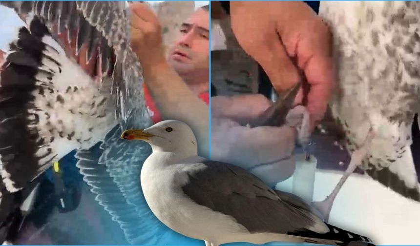 Antalya'da vefa örneği: Misinaya dolanan martıyı balıkçılar kurtardı!