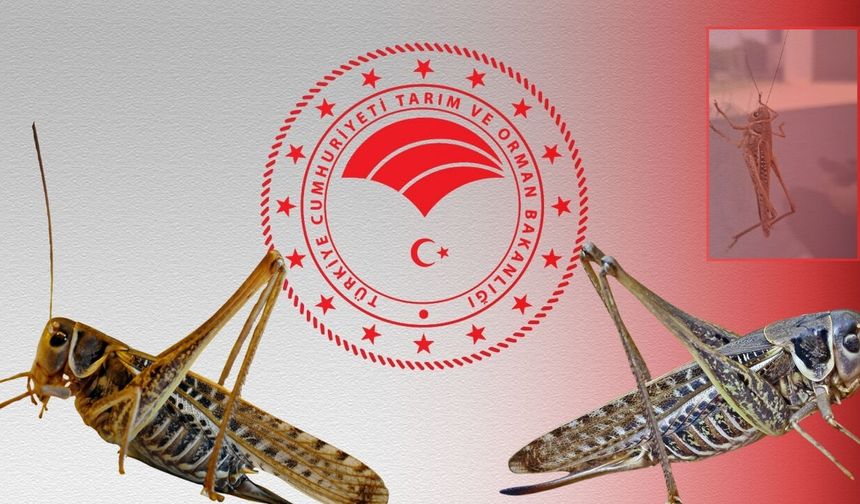 Antalya'da da görülmüştü: Bakanlıktan çekirge istilası iddialarına yanıt!