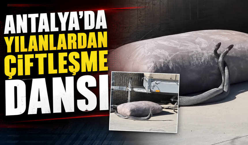 Antalya'da yılanların çiftleşme dansı kamerada!