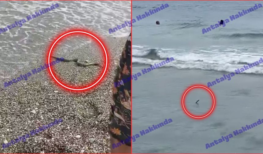 Konyaaltı Sahili'nde yılan paniği! İşte o anlar