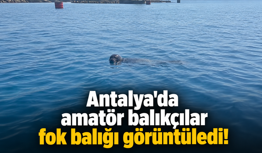 Antalya'da amatör balıkçılar fok balığı görüntüledi!