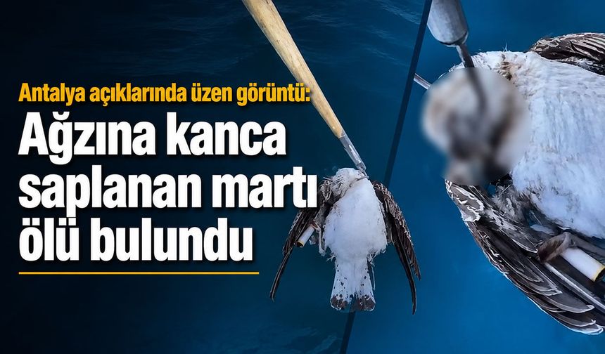 Antalya açıklarında üzen görüntü: Ağzına kanca saplanan martı ölü bulundu