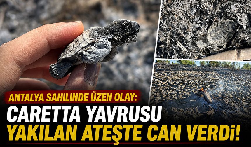 Antalya sahilinde üzen olay: Caretta yavrusu yakılan ateşte can verdi!