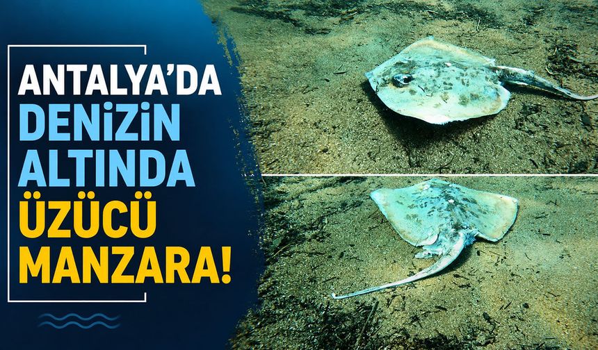 Antalya’da denizin altında üzücü manzara: Çok sayıda ölü balık görüntülendi