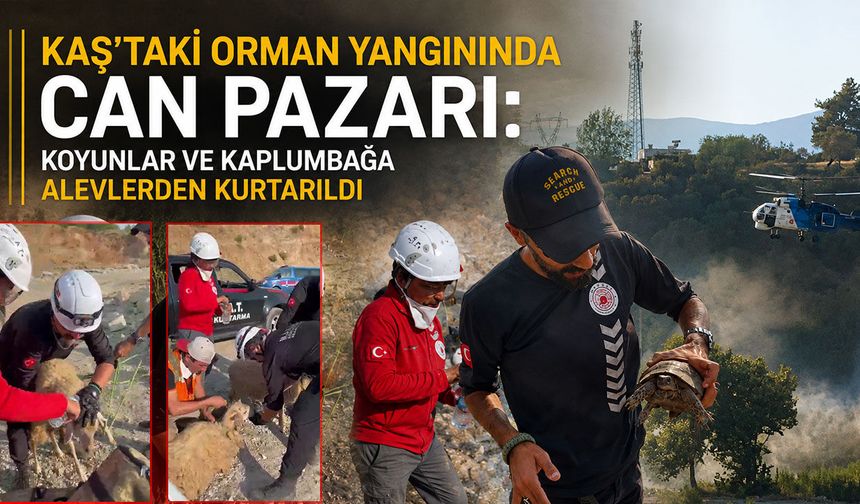 Kaş’taki orman yangınında alevlerin arasında kalan koyunlar ve kaplumbağa böyle kurtarıldı