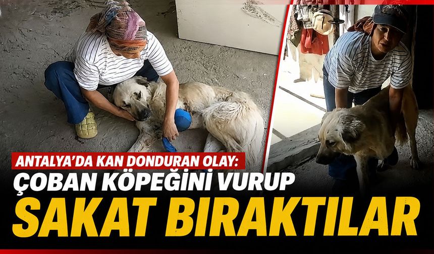 Antalya'da kan donduran olay: Çoban köpeğini vurup sakat bıraktılar