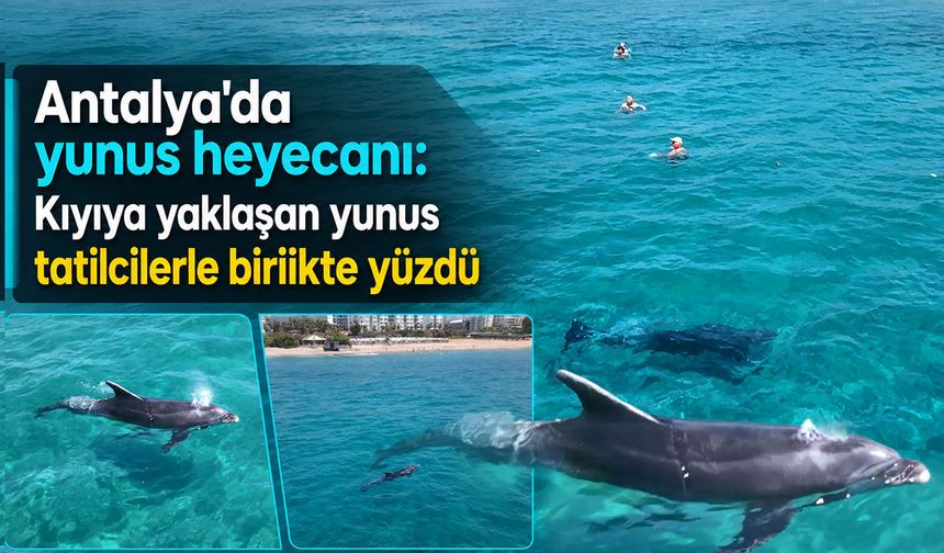 Antalya'da yunus heyecanı: Kıyıya yaklaşan yunus tatilcilerle birlikte yüzdü