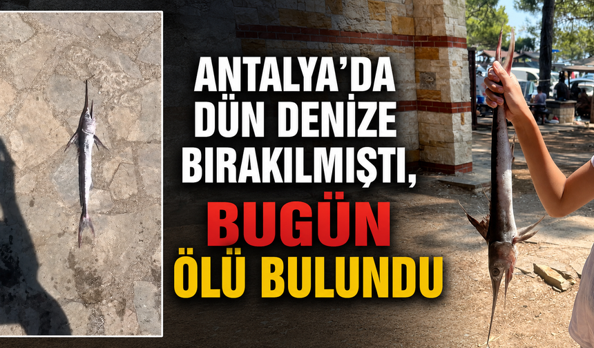 Antalya'da dün denize bırakılmıştı, bugün ölü bulundu