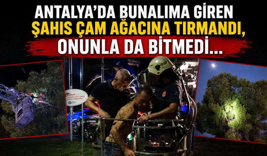 Antalya'da bunalıma giren şahıs çam ağacına tırmandı, onunla da bitmedi...
