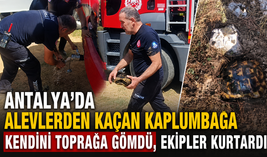 Antalya'da alevlerden kaçan kaplumbağa kendini toprağa gömdü, ekipler kurtardı