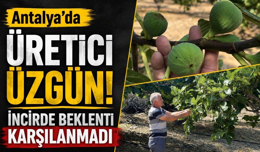 Antalya'da üretici üzgün! İncirde beklenti karşılanmadı