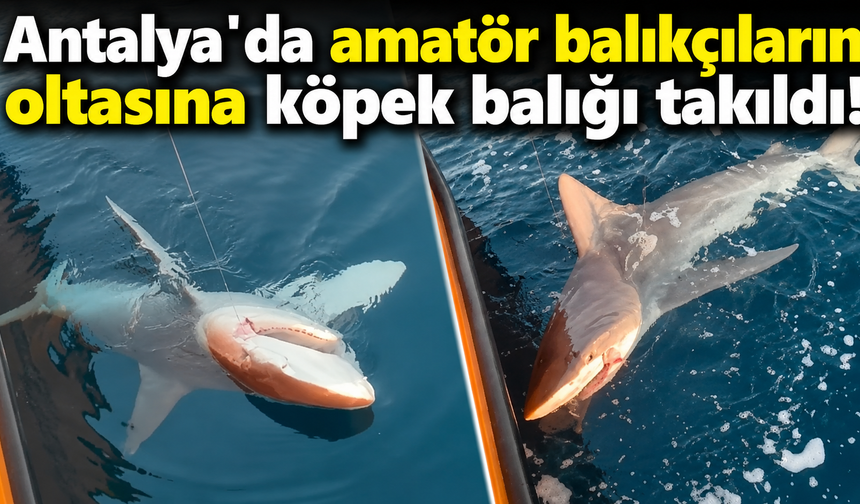 Antalya'da amatör balıkçıların oltasına köpek balığı takıldı! İşte o anlar