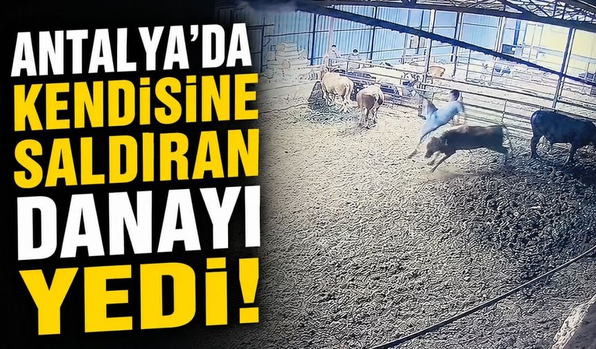 Antalya'da kendisine saldıran danayı yedi!