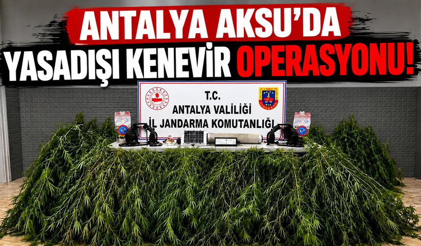 Antalya Aksu’da yasadışı kenevir operasyonu!