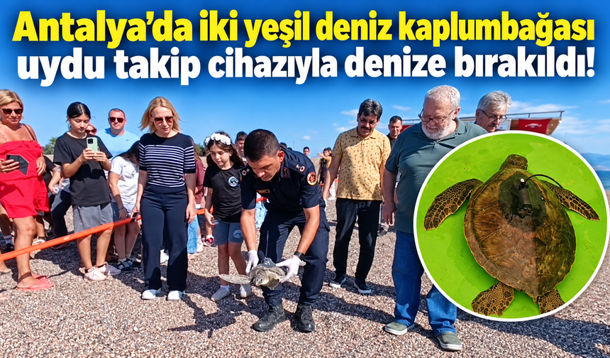 Antalya'da iki yeşil deniz kaplumbağası uydu takip cihazıyla denize bırakıldı!