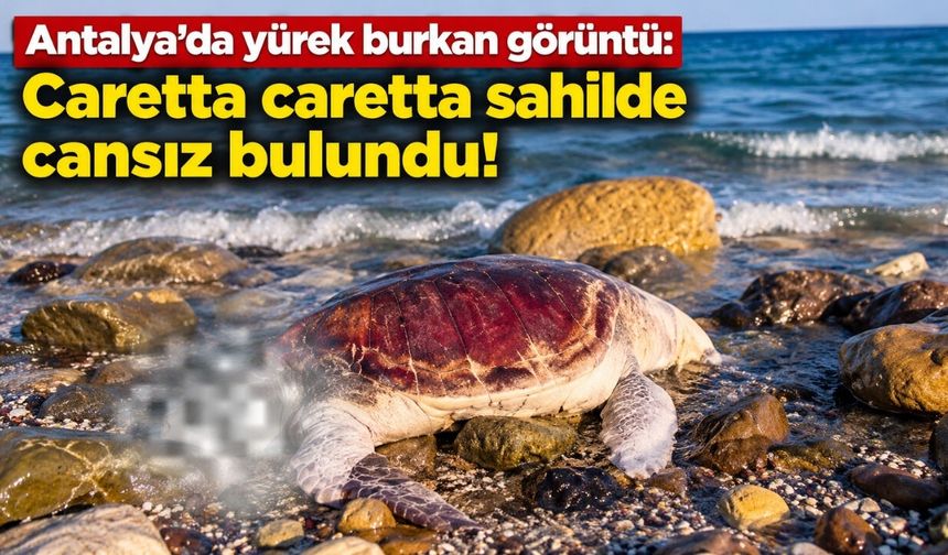 Antalya'da yürek burkan görüntü: Caretta caretta sahilde cansız bulundu