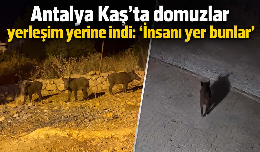 Antalya Kaş’ta domuzlar yerleşim yerine indi: "İnsanı yer len bunlar"