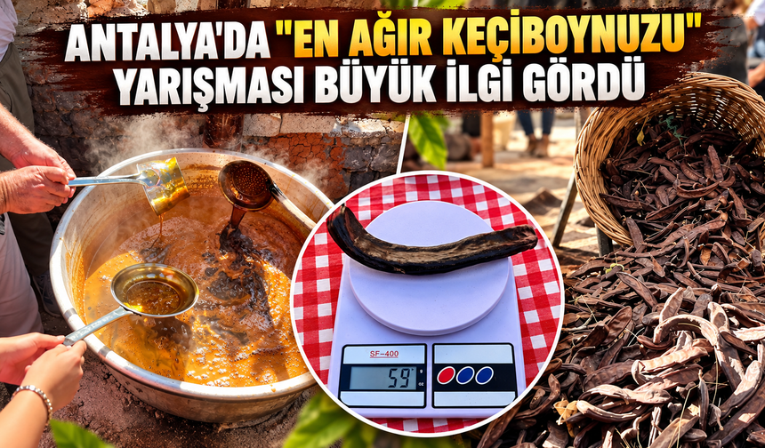 Antalya'da "En Ağır Keçiboynuzu" yarışması büyük ilgi gördü
