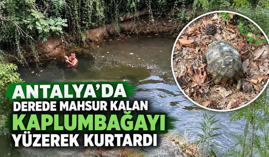 Antalya’da derede mahsur kalan kaplumbağayı yüzerek kurtardı
