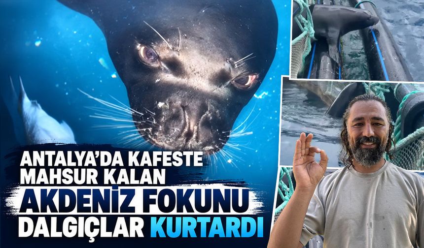 Antalya’da kafeste mahsur kalan Akdeniz fokunu dalgıçlar kurtardı