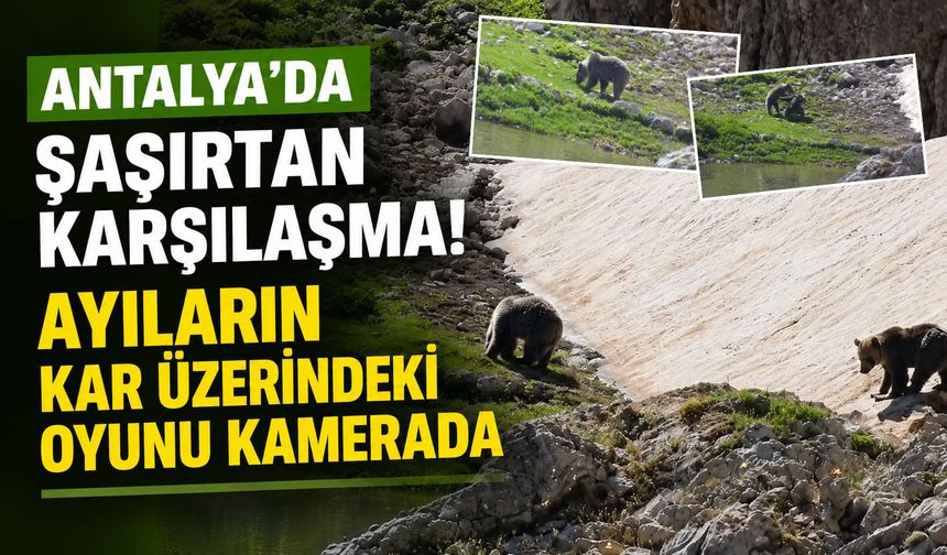 Antalya’da şaşırtan karşılaşma! Ayıların kar üzerindeki oyunu kamerada
