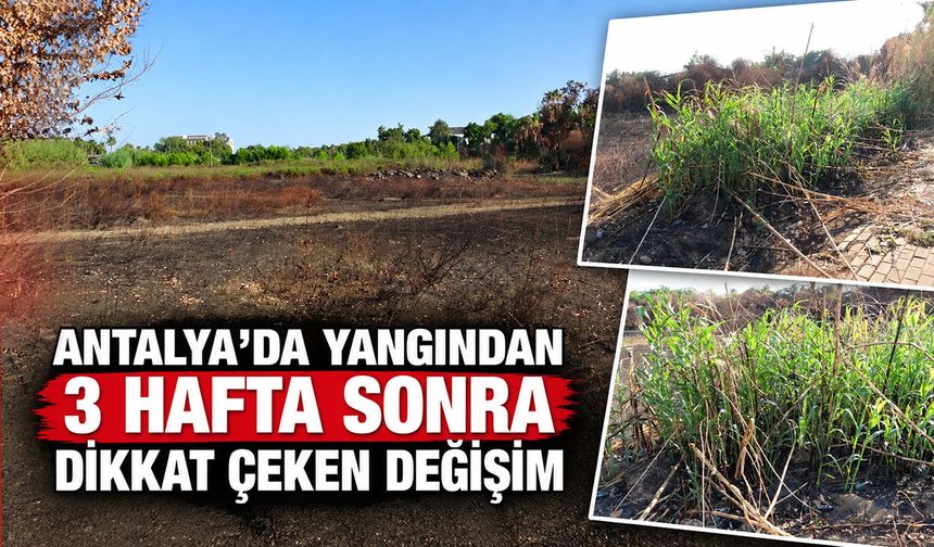 Antalya’da yangından 3 hafta sonra dikkat çeken değişim!