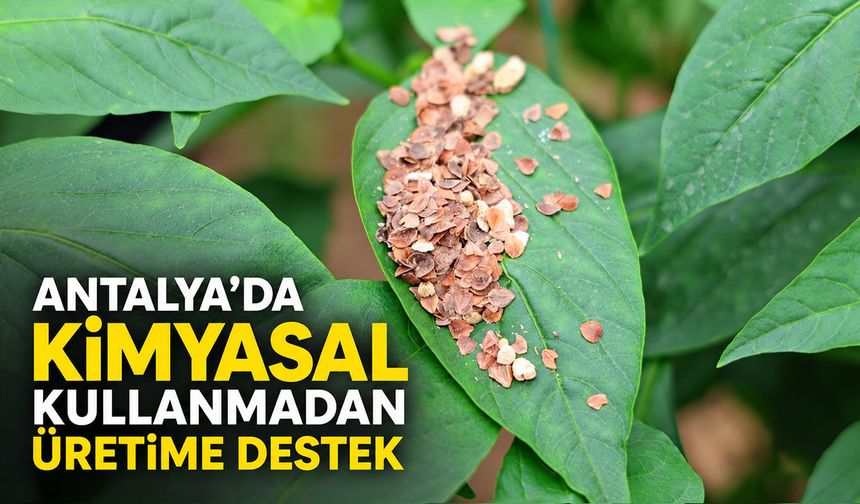 Antalya’da kimyasal kullanmadan üretime destek